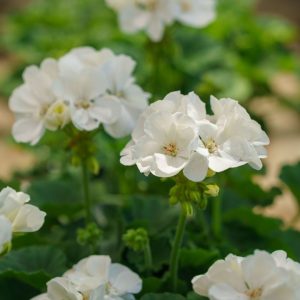 Geranium – Tango White – 4.5″ Pot