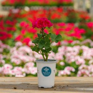 Geranium – Mojo Cranberry Splash – 4.5″ Pot