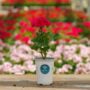 Geranium – Mojo Cranberry Splash – 4.5″ Pot
