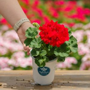 Geranium – Mojo Dark Red – 4.5″ Pot
