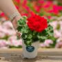 Geranium – Mojo Dark Red – 4.5″ Pot