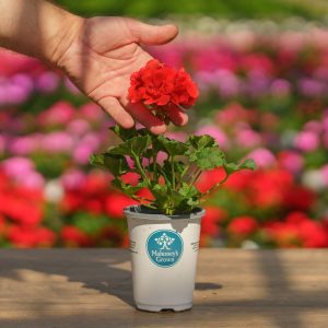 Geranium – Mojo Orange – 4.5″ Pot