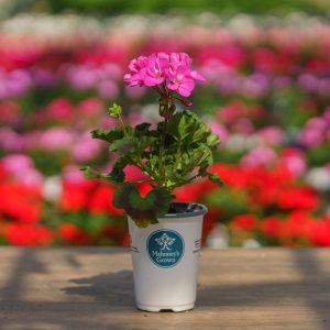 Geranium – Mojo Dark Pink – 4.5″ Pot