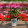 Geranium – Mojo Dark Pink – 4.5″ Pot