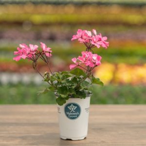 Geranium – Caliente Pink – 4.5″ Pot
