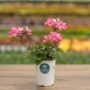 Geranium – Caliente Pink – 4.5″ Pot