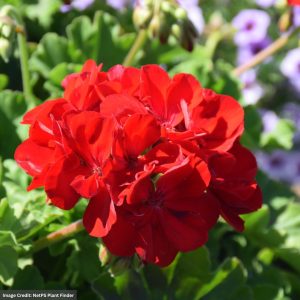 Geranium – Calliope Large Dark Red – 6.5″ Pot