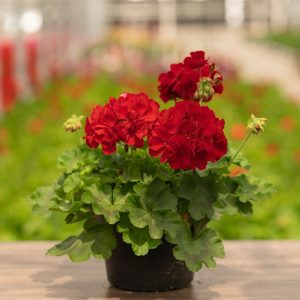 Geranium – Calliope Large Dark Red – 8″ Patio Pot