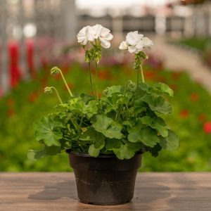 Geranium – Calliope Large White – 8″ Patio Pot
