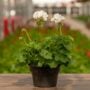 Geranium – Calliope Large White – 8″ Patio Pot