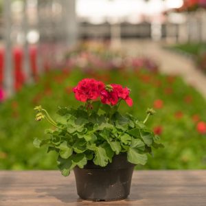 Geranium – Calliope Medium Crimson Flame – 8″ Patio Pot
