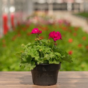 Geranium – Calliope Medium Deep Rose – 8″ Patio Pot