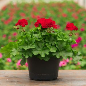 Geranium – Calliope Large Dark Red – 10″ Patio Pot