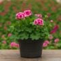 Geranium – Calliope Large Rose Mega Splash – 10″ Patio Pot