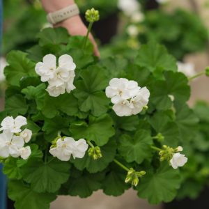 Geranium – Calliope Large White – 10″ Patio Pot