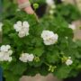 Geranium – Calliope Large White – 10″ Patio Pot