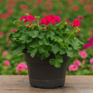 Geranium – Calliope Medium Crimson Flame – 10″ Patio Pot