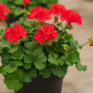 Geranium – Calliope Large Orange Splash – 10″ Patio Pot