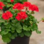 Geranium – Calliope Large Orange Splash – 10″ Patio Pot