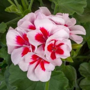 Geranium – Calliope Medium White Splash – 10″ Patio Pot