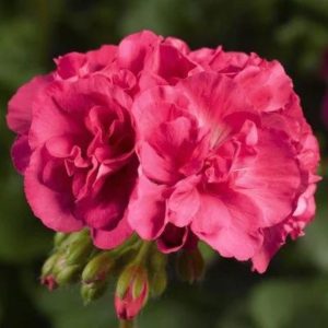 Geranium – Calliope Medium Salmon – 8″ Patio Pot