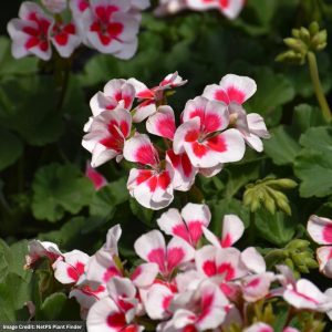 Geranium – Mojo White Splash – 4.5″ Pot