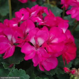Geranium – Tango Hot Pink – 4.5″ Pot