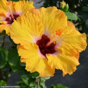 Hollywood Hibiscus™ – Golden Globe™ – #2 Container