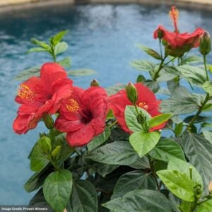 Hollywood Hibiscus™ – Hot Shot™ – #1 Container