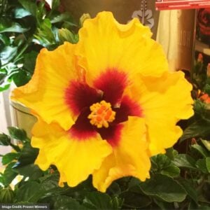 Hollywood Hibiscus™ – Rico Suave™ – #1 Container