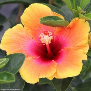 Hollywood Hibiscus™ – Social Butterfly™ – #1 Container