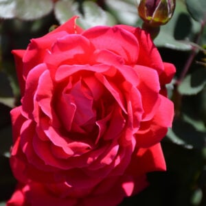 Rose – Knock Out – #3 Container