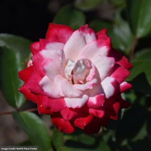 Rose (Floribunda) – Candy Cane Cocktail – #2 Container