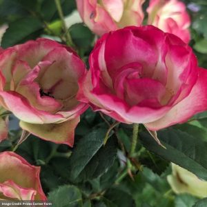 Rose (Shrub) – Enchanted Meadow – #2 Container
