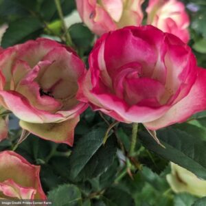 Rose (Shrub) – Enchanted Meadow – #2 Container