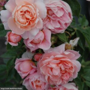 Rose (Climbing) – Colette – #2 Container