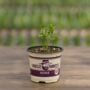 Cilantro – 4″ Pot