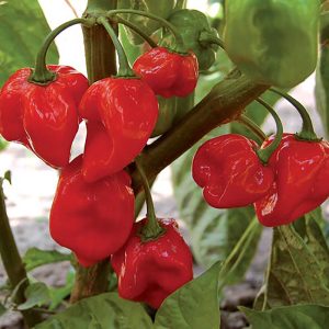 Pepper – Habanero Red – 4″ Pot