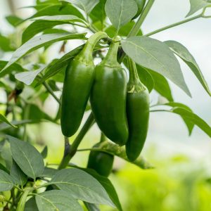 Pepper – Jalapeno – 4″ Pot