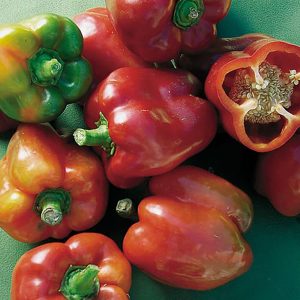 Pepper – Red Bull – 4″ Pot