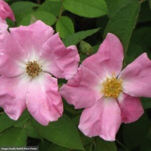 Rose – Rugosa – #3 Container