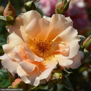 Hybrid Tea Rose – Apricot Candy – #3 Container