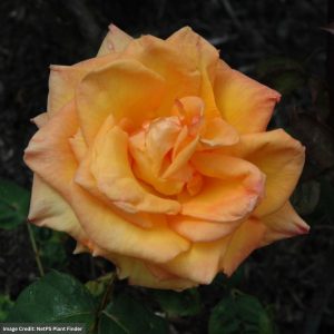 Hybrid Tea Rose – Chris Evert – #3 Container