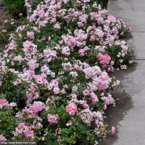 Drift® Rose – Blushing – #3 Container