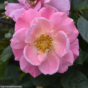 Climbing Rose – Fruity Petals – #3 Container