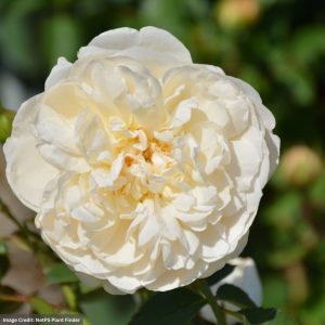 David Austin Rose – Litchfield Angel – #3 Container
