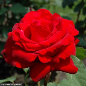 Hybrid Tea Rose – Opening Night – #3 Container