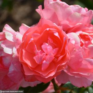 Floribunda Rose – Passionate Kisses – #3 Container