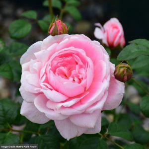 David Austin Rose – Queen of Sweden – #3 Container