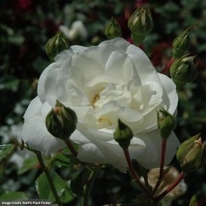 Climbing Rose – White Dawn – #3 Container
